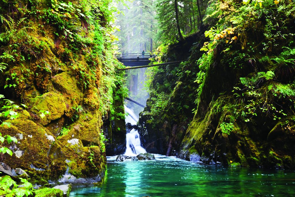 Olympic National Park: Why This Little-known Park is Ideal for Forest Camping